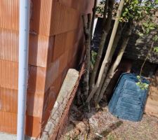 Arbre gênant pour faire l'enduit