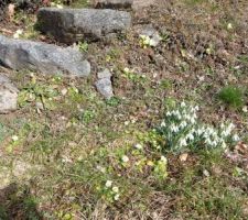 Des perces-neige chez "quelqu'un"