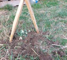 Des perces-neige transplantés devant La Bistorte