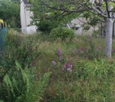 Verger magnifique mais impossible a garder en l'&eacute;tat pour le projet maison