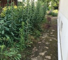 Verger magnifique mais impossible a garder en l'&eacute;tat pour le projet maison