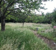 Verger magnifique mais impossible a garder en l'&eacute;tat pour le projet maison