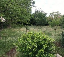 Verger magnifique mais impossible a garder en l'&eacute;tat pour le projet maison