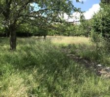Verger magnifique mais impossible a garder en l'&eacute;tat pour le projet maison