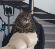 Dur dur la vie de chat, il s'est bien adapté à son environnement malheureusement depuis que nous avons emmenagé nous avons perdu notre 2eme chat