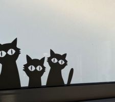 Les chats curieux de la cuisine