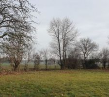 Le terrain n'était pas été entretenu depuis des années. Qques journées à arracher, tailler, broyer... Le paillage a fait ses preuves tout autour de la maison et des pieds de vigne. Les arbres peuvent à nouveau se déployer en lisière de terrain