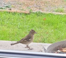 Les pinsons, rouge-gorge, moineaux, mésanges (bleues, charbonnières...), faisants, poules faisanes etc nous accompagnent quotidiennement. Un bonheur au quotidien !