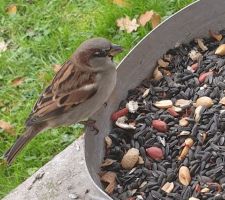 Les pinsons, rouge-gorge, moineaux, mésanges (bleues, charbonnières...), faisants, poules faisanes etc nous accompagnent quotidiennement. Un bonheur au quotidien !