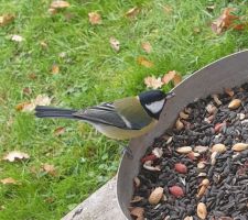 Les pinsons, rouge-gorge, moineaux, mésanges (bleues, charbonnières...), faisants, poules faisanes etc nous accompagnent quotidiennement. Un bonheur au quotidien !