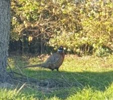 Les pinsons, rouge-gorge, moineaux, mésanges (bleues, charbonnières...), faisants, poules faisanes etc nous accompagnent quotidiennement. Un bonheur au quotidien !