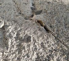 Encore des fentes (trous), souvent sur le bord du carreau de carrelage retir&eacute;.