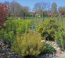 Dans le Jardin Sec, euphorbes et coronille valentina attirent les 1ères abeilles