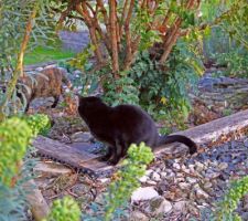 Les 2 chats nous adressent une réclamation : il y a trop de débris piquants sous le mahonia ! Allez, au boulot !