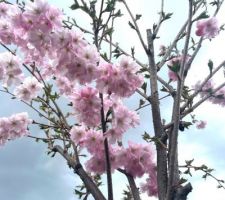 Le cerisier du japon fleurit