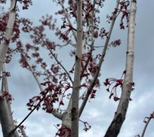 L'Erable rouge bourgeonne