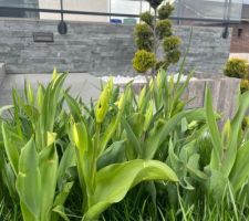 Les tulipes montrent le bout de leur nez