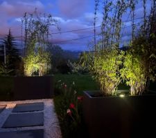 Garden by night