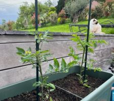 Tomates cerises en devenir pour de futurs ap&eacute;ros d'&eacute;t&eacute;!