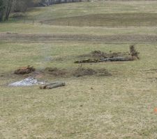 Abattage des arbres sur la parcelle