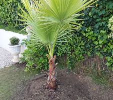 WASHINGTONIA FILIFERA