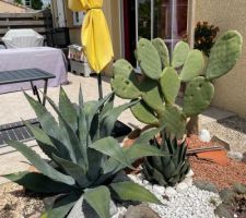 Coin cactus qui a résisté au gel