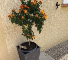 Nouvel achat d?un Lantana qui fleurit d?avril à Novembre