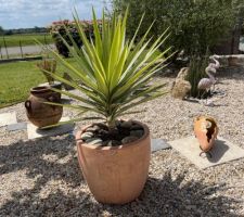 Yucca éléphantipe Jewel