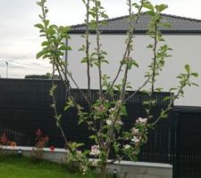 Pommier en fleurs - clôture en fond