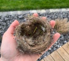 Nid d?oiseau (non utilisé) tombe du poirier d?ornement