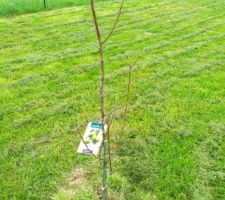 Pose de la cl&ocirc;ture c&ocirc;t&eacute; voisin et plantation des arbres fruitiers