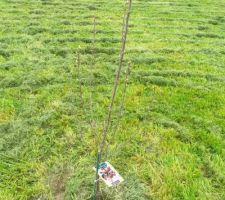 Pose de la cl&ocirc;ture c&ocirc;t&eacute; voisin et plantation des arbres fruitiers