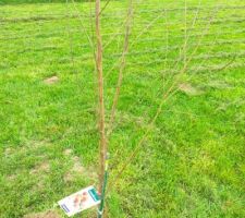 Pose de la cl&ocirc;ture c&ocirc;t&eacute; voisin et plantation des arbres fruitiers