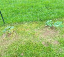 Pose de la cl&ocirc;ture c&ocirc;t&eacute; voisin et plantation des arbres fruitiers et hortensias
