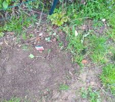 Pose de la cl&ocirc;ture c&ocirc;t&eacute; voisin et plantation des arbres fruitiers et hortensias rhubarbe