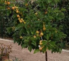 ça se précise pour les abricots - 07/06/23