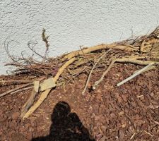 Tas de bois pour accueillir les insectes