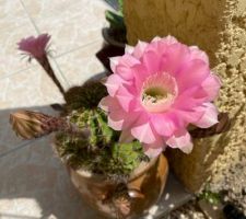 Cactus en fleurs