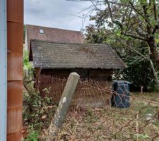 Arbre coupé par la voisine