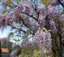 Glycine en arbre, pas la chinoise, mais la japonaise aux longues grappes