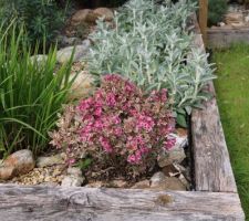 Gris et rose, stachys byzantina et weigelia nain Monet au feuillage panaché