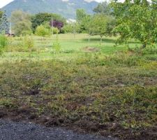 Les mauvaises herbes envahissent le jardin