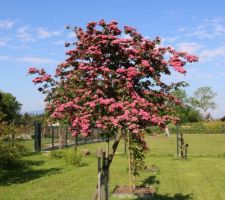 Aubépine Paul's Scarlet (Crataegus laevigata Paul's Scarlet), forme naturellement arrondie et branches fournies, fleurs doubles rose foncé