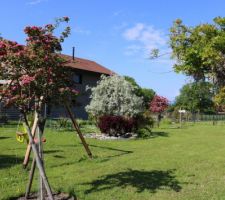 A gauche 2ème aubépine rose plantée 6 mois après sa soeur, tout au fond la 1ère. Au centre un Caspica en gris, à droite glycine en arbre