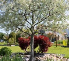 La jolie forme d'un Eleagnus angustifolia, mais de la variété Caspica, introuvable dans notre région. D'un gris argenté plus joli que celui des oliviers, et moins encombrant que l'espèce type. A son pied, son valet pourpré fait le dos rond (Cotinus Royal purple)