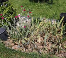 Vieux iris rabougris, trop serrés au fil du temps : on va les enlever, en été c'est trop moche !