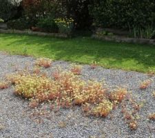 Sedum sauvage, une plante ramenée du Var dans un pot, elle s'est semée avec le vent. On n'arrose jamais.