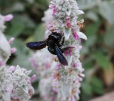 Mouche charpentière sur stachys byzantina. Les glycines les attirent aussi.