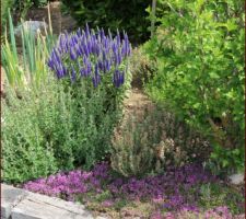 Dans le Carré aux épices. En bleu véronica spicata, en rose serpolet rampant