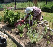 Jules décompacte la vieille terre, refait des bons mélanges dans la brouette, et je plante de jolies choses pour changer des iris rabougris